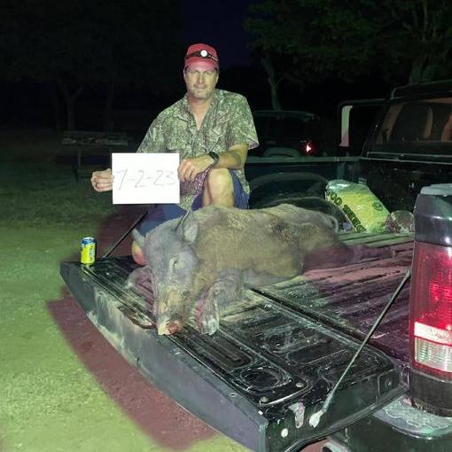 hog hunts