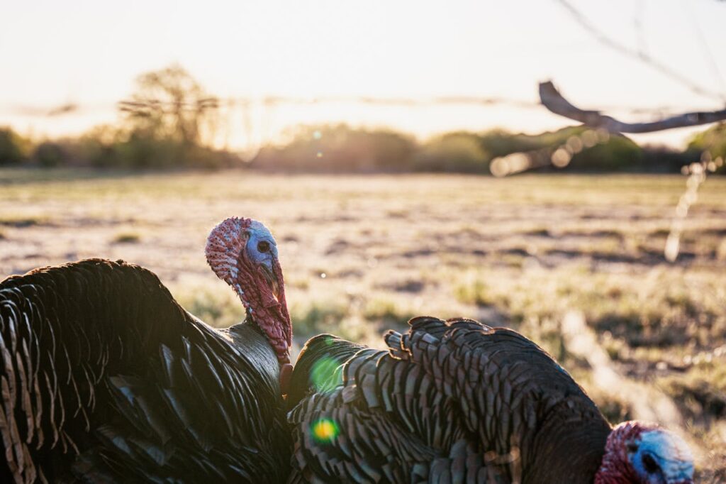 Texas turkey hunts