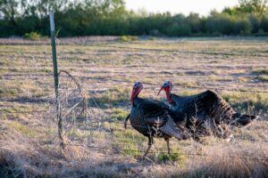 Texas turkey hunts