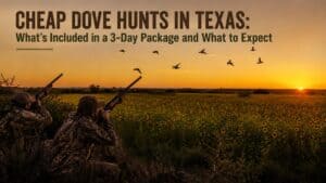 Two hunters in camouflage aiming shotguns at a flock of doves over a sunflower field during a guided Texas dove hunt at sunset