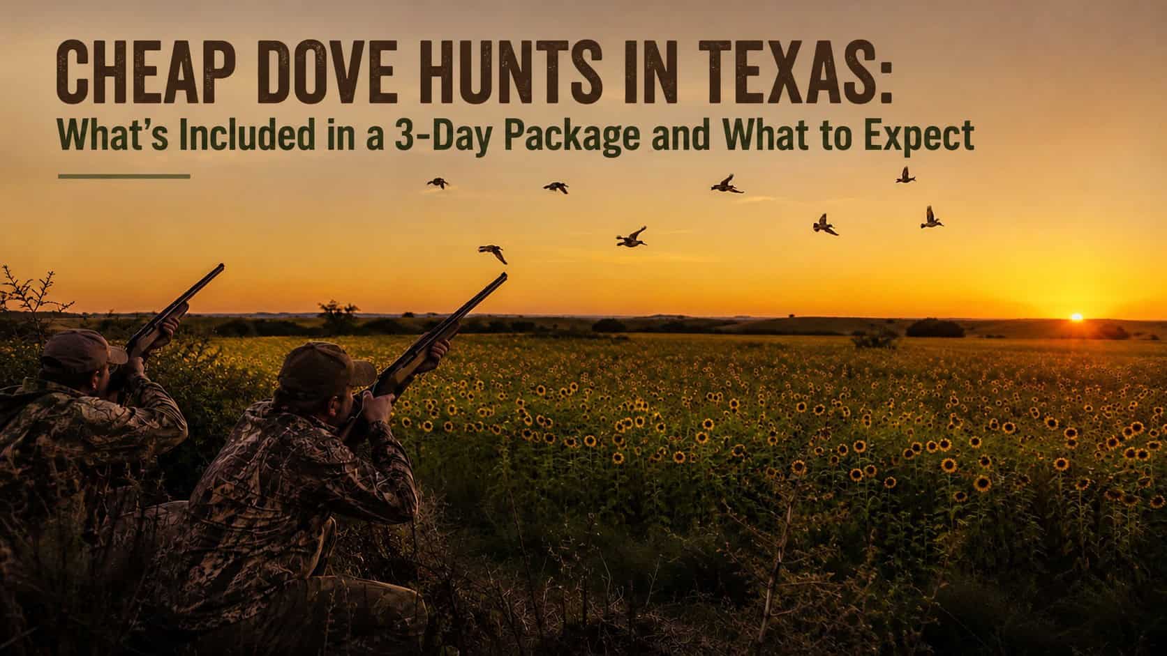 Two hunters in camouflage aiming shotguns at a flock of doves over a sunflower field during a guided Texas dove hunt at sunset